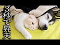 こたつを出したら寒がりな猫と犬が秒でこうなってた...