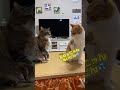 バチバチの家ネコのケンカ👊どうしていつも仲が悪いかね？ cat 保護猫 猫動画 shorts