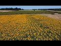 Aerial with DJI mini 2 at Sunflower's farm - Summer trip