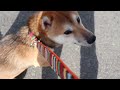 柴犬の”シンバくん”と散歩のトレーニング！