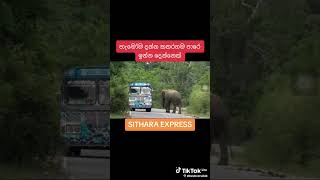 sithara express  අලි කැලේ 🤣🤣