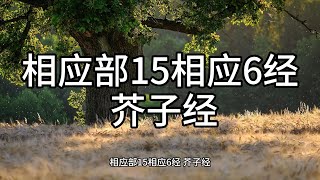 171.相应部15相应6经 芥子经（白话佛经）解说