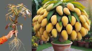 Great Technique For Grafting Mango Tree With Onion, how to grow mango tree