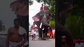 കടവൂരാൻ 🔥 | Thrikkadavoor shivaraju | #thrikkadavoorshivaraju #aana #elephant #style #youtube #reels