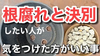 【鉢底石の必要性】鉢底石はいる？いらない？質問にお答えします！＃多肉＃多肉植物＃多肉の育て方