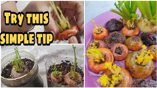 Regrow veggies successfully with this tip/వాడి పారేసినవన్నీ సులువుగా పెంచండిలా#regrow #gardeningtips