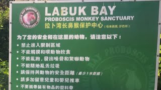 【沙巴，山打根】拉卜湾长鼻猴保护中心Labuk Bay Proboscis Monkey Santuary in Malaysia Sabah sandakan