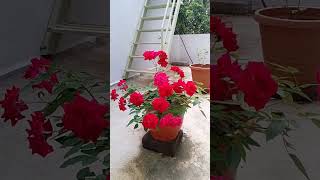 Red Roses ~ Rose Plant ~ Kashmir Rose