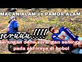 MACAN ALAM (bajnjarsari) 🆚 PAMOR ALAM (plososari) ||@Maskucing_Chanel #tariktambangterbaru