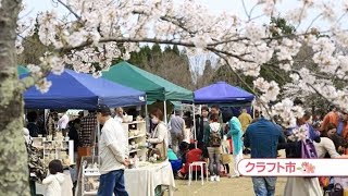 越前町いきいき情報局　「間もなく開幕！第９回越前陶芸村しだれ桜まつり」（平成３１年３月２３日放送）