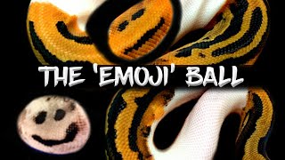 How to Make an 'Emoji' Ball Python