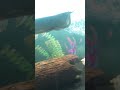 arowana feed arowana fish