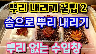 다육이 창 뿌리 내리기 2 ☆솜으로☆ ☆뿌리내리기☆ 수입창 뿌리 슝슝 나오는 꿀팁 Succulent plant Succulents 다육식물 뿌리 내리기