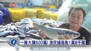 一晚大賺500萬！漁民捕烏魚1萬6千尾｜三立新聞台