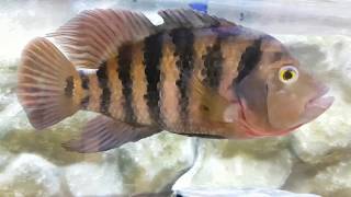 Biggest MAYAN CICHLID ever!!!