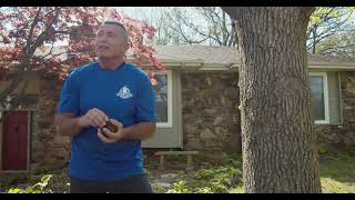 Sweetgum | Cherokee Tree Care