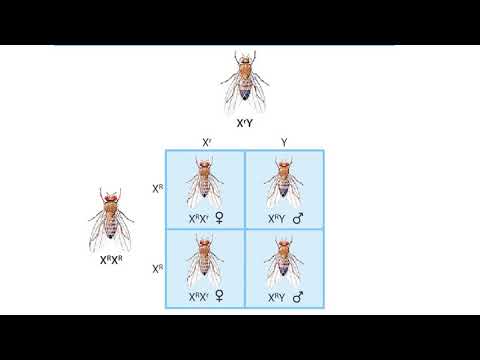 What is the genotype of a heterozygous fly?