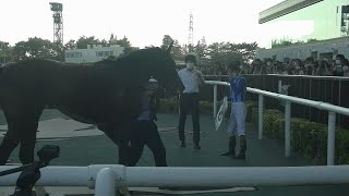 ララヴォルシエル 現地 口取り 和田竜二騎手 3歳以上1勝クラス 2022/9/11 中京競馬場 12R