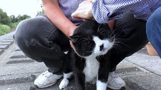 【地域猫・野生動物】月初めの恒例行事、すねこすりの城でノミ・ダニ駆除作戦遂行。【魚くれくれ野良猫】