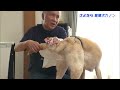 【お別れ】７年間ありがとう… 盲導犬カノンとの