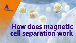 How does magnetic cell separation work