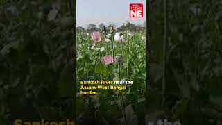 Assam Police destroys over 10 bighas of illegal poppy plantations near Assam-Bengal border