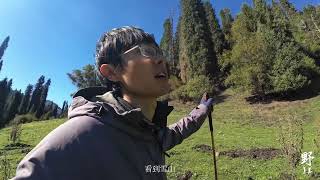 雨后喀拉峻 远处的天山盖上雪白被褥 肖肖蝉羽在新疆