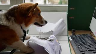 Corgi Workday - House on Fire (Beatsteaks)