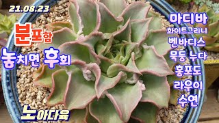 노아다육5탄/묵은둥이 분포함 착하게/놓치면 후회합니다/택배 010 9884 1044 (korean succulent plants)