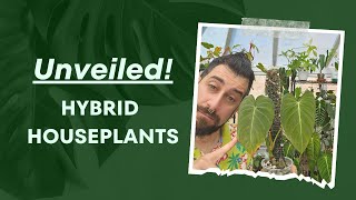 Breaking Down Hybrids: The Crossbreeding of Houseplants 🌱 | Hybrids 101