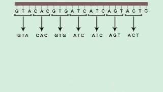 THE DNA SONG