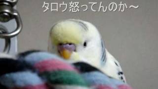 お喋りインコ　タロウさん⑩　怒ってんのか～