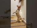 dog puppy | cute pets doing funny things|cute pet videos|cute pet dogs |cute pets funny video #dog