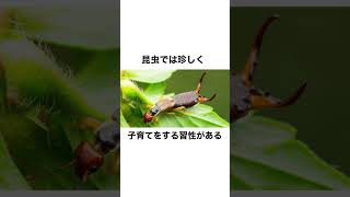 悲しい虫の子育てに関する雑学　#雑学　#昆虫 #豆知識