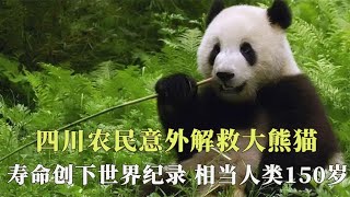 四川农民意外救下野生熊猫，寿命创世界纪录，史上最传奇的熊猫！【西风探瘦马】