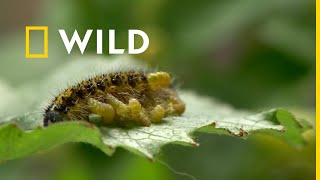 Invadatorii animalelor | Serie nouă | National Geographic WILD