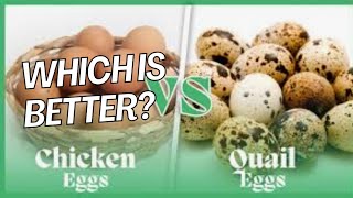 WHICH IS BETTER? Quail Eggs or Chicken Eggs