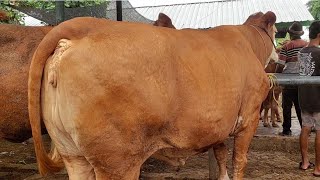 15 JUTA‼️BABON JUMBO H4MIL TUA PEDAGANG PUSING SAPI NDAK LAKU | Pasar Tuban Terbaru