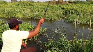 Fish hunting|Incredible Tilapia fishing|Unique fish catching|Village fishing