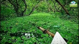 The Lane Stick Guava, Garden Eight, Kuriana. - Wonderful Places #River #Boat #WonderfulPlaces