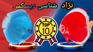 ★نژاد شناسی ماهی دیسکس★(کامنت پین شده چک شود)