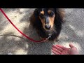 【dog】桜の公園に行こう　let s go to the cherry blossom park