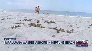 Marijuana washes ashore in Neptune Beach | Action News Jax