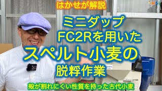 はかせが解説「ミニダップFC2Rを用いたスペルト小麦の脱粰作業」殻が割れにくい性質を持った古代小麦