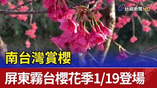 南台灣賞櫻  屏東霧台櫻花季1/19登場