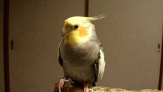 オカメインコ・ぐり　丸いものはＯＫだけど・・・。