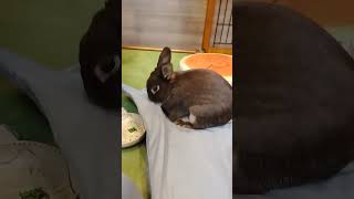 わがやのうさぎはホリホリする #bunny #うちのうさぎ #rabbit