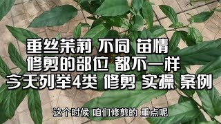 LIVE-垂丝茉莉不同苗情修剪的部位都不一样，今天列举4类修剪实操案例