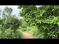 evening hike asmr 4k visuals with nature ambience