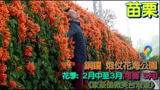 【苗栗】銅鑼炮仗花海公園(銅鑼車站)《豪鴿微笑台灣遊》